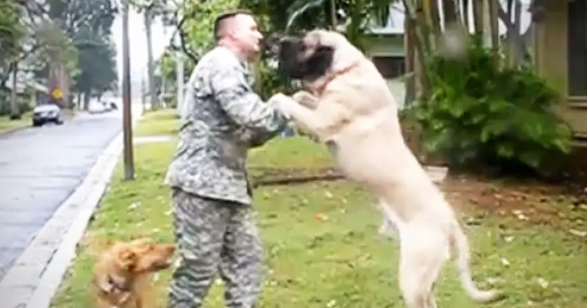 Touching reunions: Dogs and owners reunited after months, even years apart