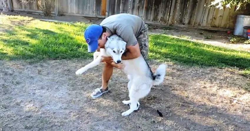 Unconditional Love: Heartwarming Moments of ᴅᴏɢsGreeting Their Owners at Home