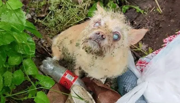 The Blind Dog Got Trapped in the Drain and the Garbage, The Dog Was Rescued Due to a Wise Friend