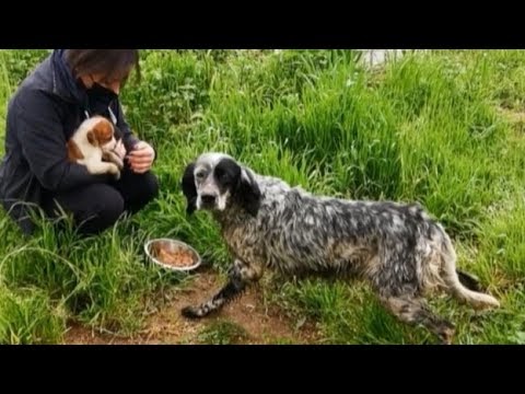 Heartbreaking: Abandoned Mother Dog Fights to Feed and Protect Her Helpless ᴘᴜᴘᴘɪᴇs