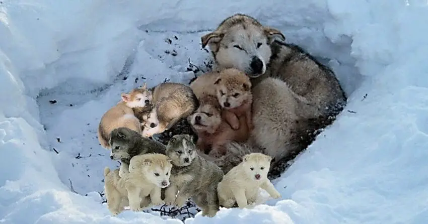 From Cold and Homeless to Warm and Loved: The Heartwarming Rescue of 9 ᴘᴜᴘᴘɪᴇs and Their Mom from the Snow