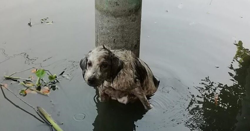 Heartbreaking: Mother Dog Thrown Into Water While Searching For Food For Her Puppies