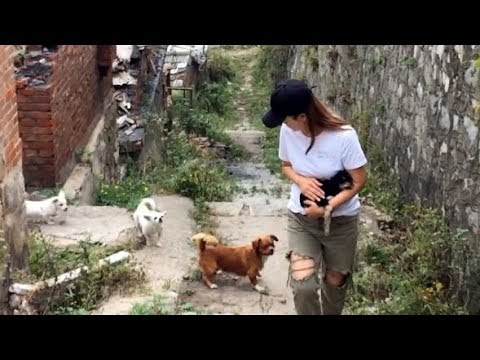 Video: Against all odds: Saving a ᴡᴇᴀᴋ ᴅᴏɢ from a pack of furious strays in a ghost town