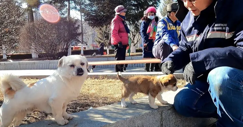 Video: Rescue timid ʜᴏᴍᴇʟᴇss ᴘᴜᴘᴘʏ from stray dogs in park square