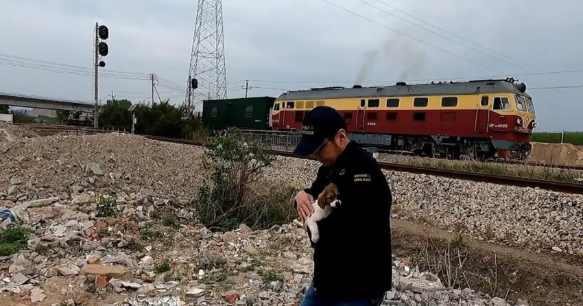 Video: Rescuing a ʜᴏᴍᴇʟᴇss ᴅᴏɢ from a dangerous railway, wandering alone due to being abandoned for days