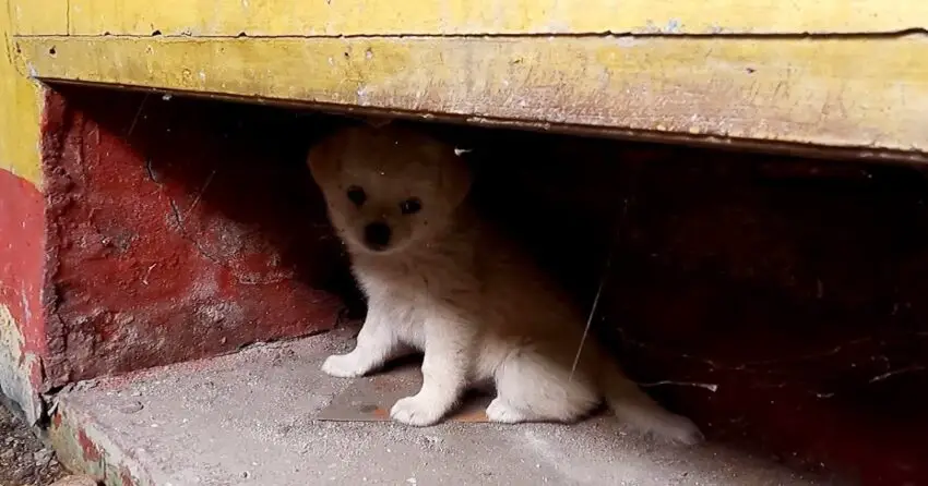 Video: ᴏʀᴘʜᴀɴ ᴘᴜᴘᴘʏ lives alone in abandoned apartment in decaying community