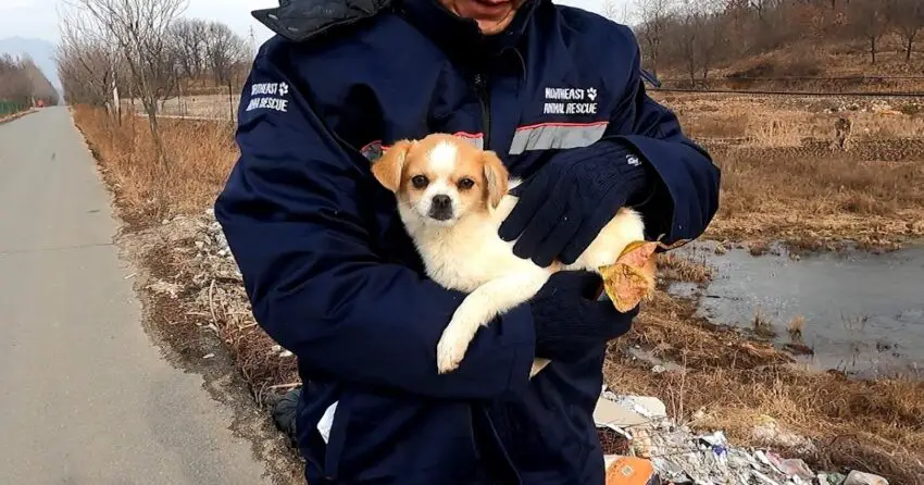 Video: Rescue ᴛʜᴇ sᴛʀᴀʏ ᴅᴏɢ ​​looking for food on the roadside, how pitiful for the plight of the abandoned creatures