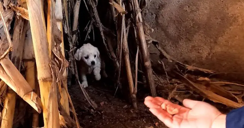 Video: Rescue ᴛʜᴇ sʜʏ ᴅᴏɢ ​​hiding in the cage, ᴛʜᴇ ᴅᴏɢ has been left here for many days