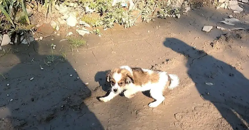 Video: The process of rescuing ᴀ sᴛʀᴀʏ ᴘᴜᴘᴘʏ who lives in an industrial area where stray dogs gather to wait for food from passersby