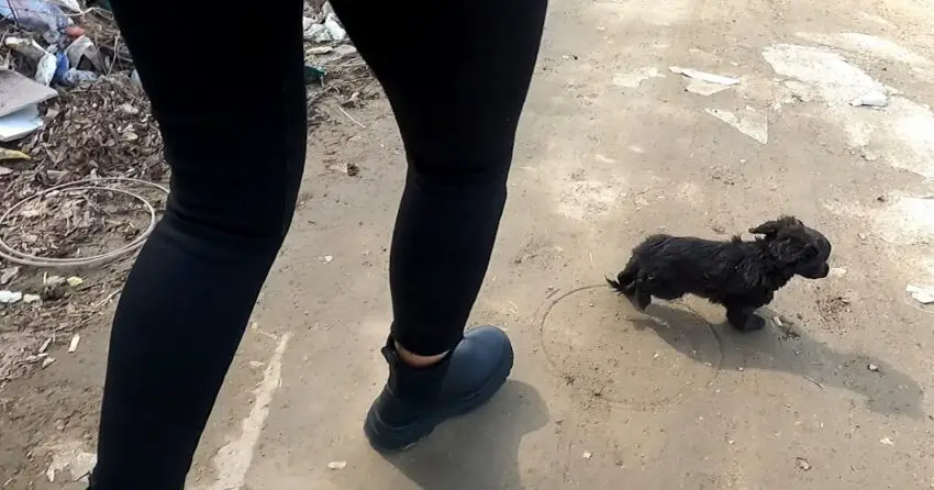 Video: The process of rescuing Zorro, a difficult baby who lives by staying awake in the garbage dump by the roadside