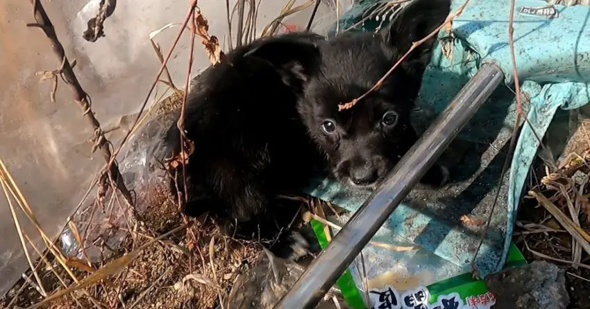 Video: Rescue the orphaned puppy alone searching for leftovers in the trash