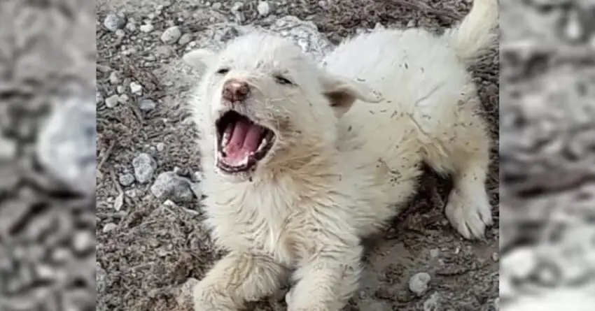 Abandoned Dog Couldn’t Handle Being Left Behind By Another Car And Cried Out