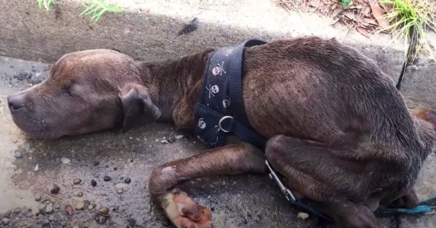 Abandoned Dog Found In The Gutter With Only Few Minutes To Live