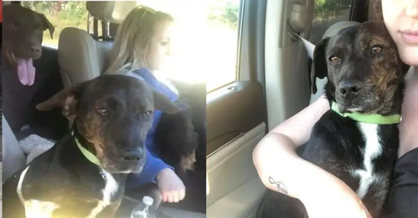 Woman Drives 4 Hours To Save Dog From Being Euthanized ends up with 3 dogs In Her Car