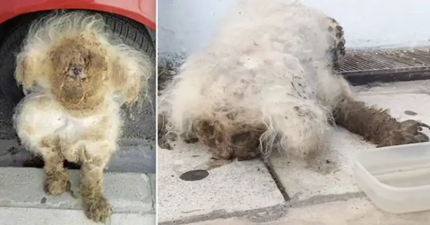 Stray Dog Remains Motionless While Rescuers Free Him From His Dirt Armor