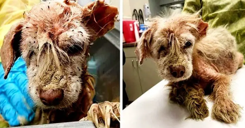 Dog Living On Streets For Years With Only Half Ear Covered With Fleas Finds Faith Again