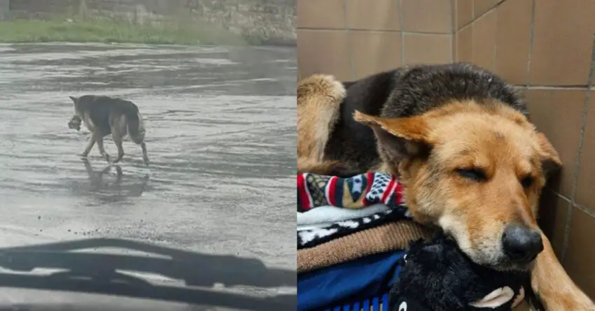 Dog Seen Wandering On The Streets Of Detroit With Stuffed Animal Got Rescued