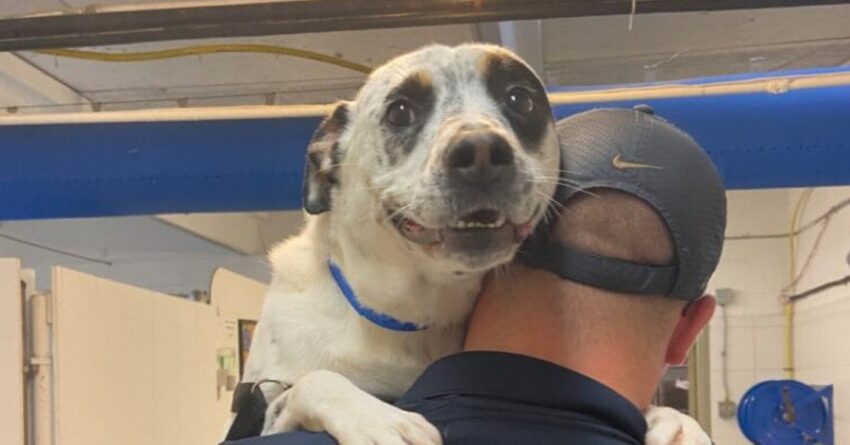 Dog Who Survived Abuse And 450 Days In Shelter Finds Forever Home