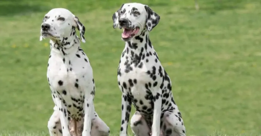 Dalmatians Dogs Protect Their Dog Walker By Fighting Of 4 Coyotes