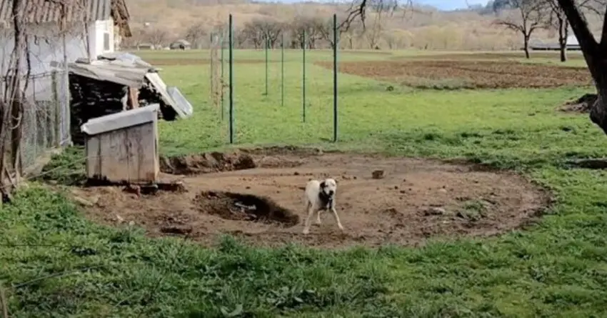 Dog Who Was Found Living On A Heavy Chain His Whole Life, Grabs His Rescuer’s Hand