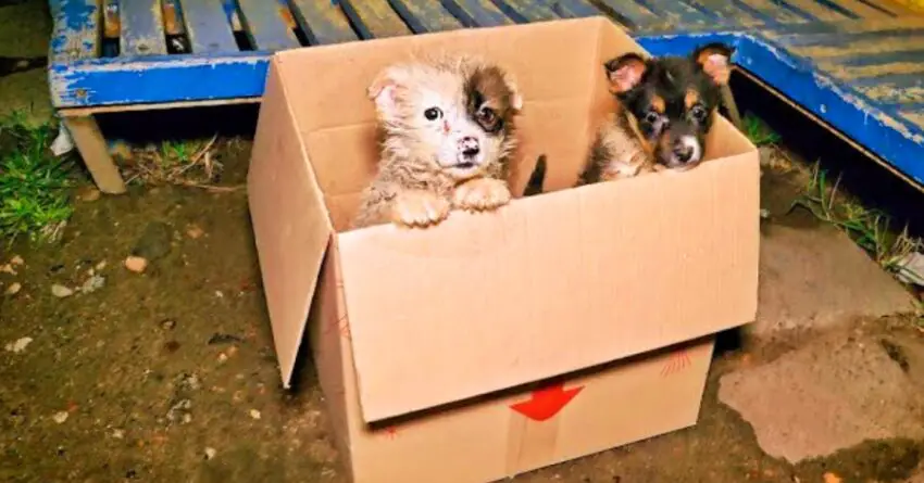 Bus Driver Pulls Over When He Spots Two Tiny Puppies Inside Cardboard Box