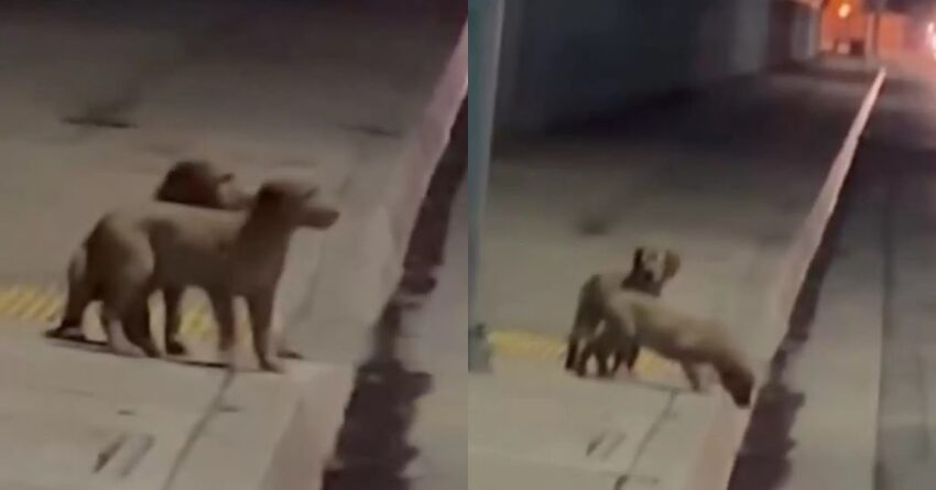 Stray Puppies Move From Suffering In The Cold In The Streets To Enjoying Warm At Home