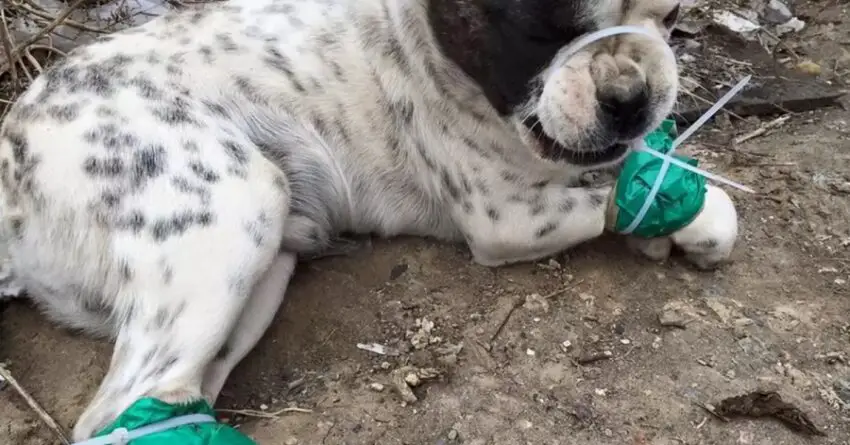 Man Literally Risks His Own Life Many Times To Save And Rescue Dogs