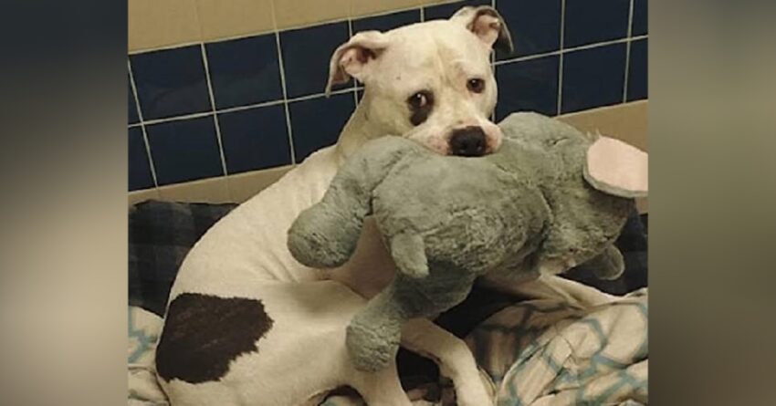 Terrified Puppy Clings To Its Stuffed Elephant While Waiting To Be Euthanized