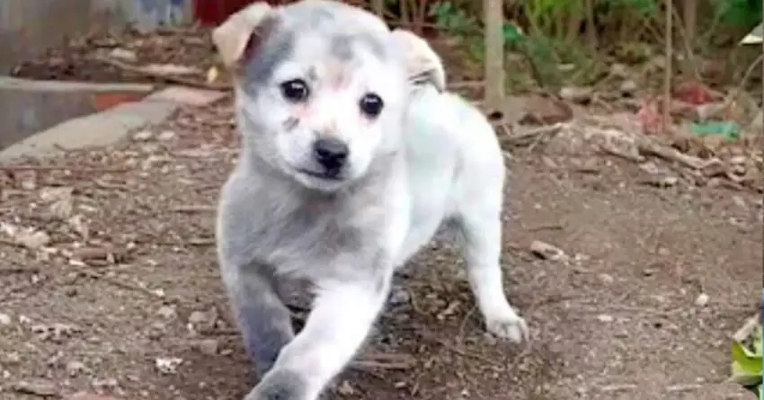 Abandoned Puppy Begs Woman For Food, But She Gave Him Everything Instead