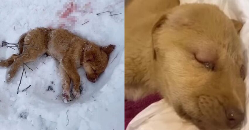 Abandoned Puppy Collapsed In The Snow In Cold Forest And Being Attacked By Wolves