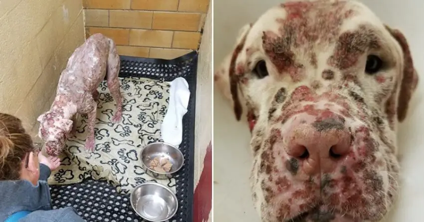 Ugly Deaf Pit Bull Abandoned After Being Stung By 1000s Bees