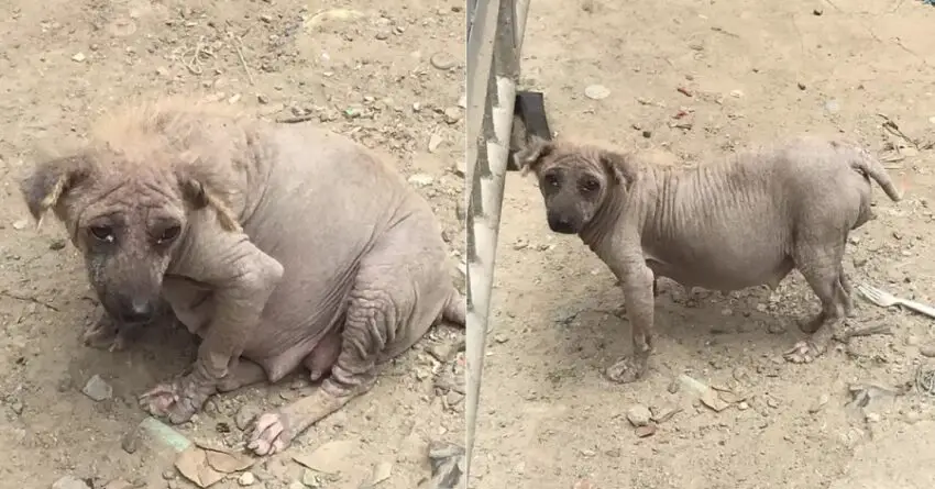 Pregnant Dog Abandoned At Landfill, Beats All Challenges Before Giving Birth To Her Puppies