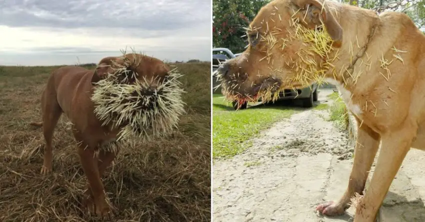 Determined Dog Beats Thousands Of Porcupine Quills And Shows incredible Comeback