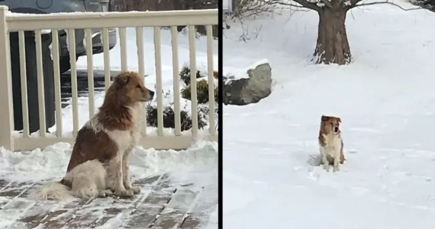 Dog Runs After His Owner After Being Thrown From Car, Till He Gave Up And Collapsed