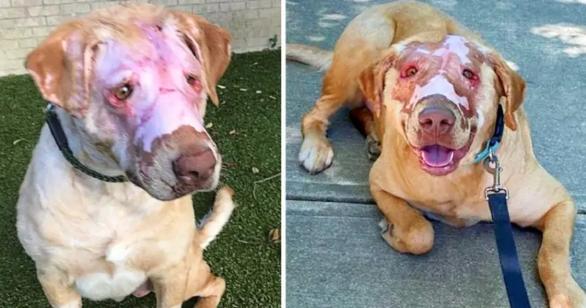 Buddy the Dog has made a recovery one year after suffering burns caused by a Kid.