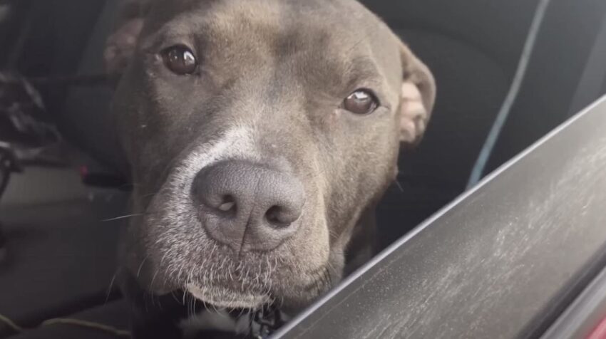 Pit Bull About To Be Euthanized For Barking At Another Dog Finds Loving Home