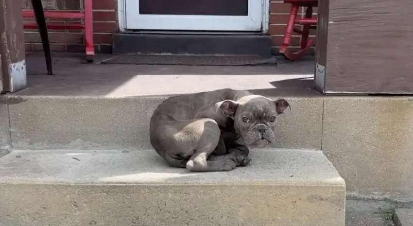 Frightened Puppy Seeks Comfort In Rescuer’s lap And drifts Off To Sleep.