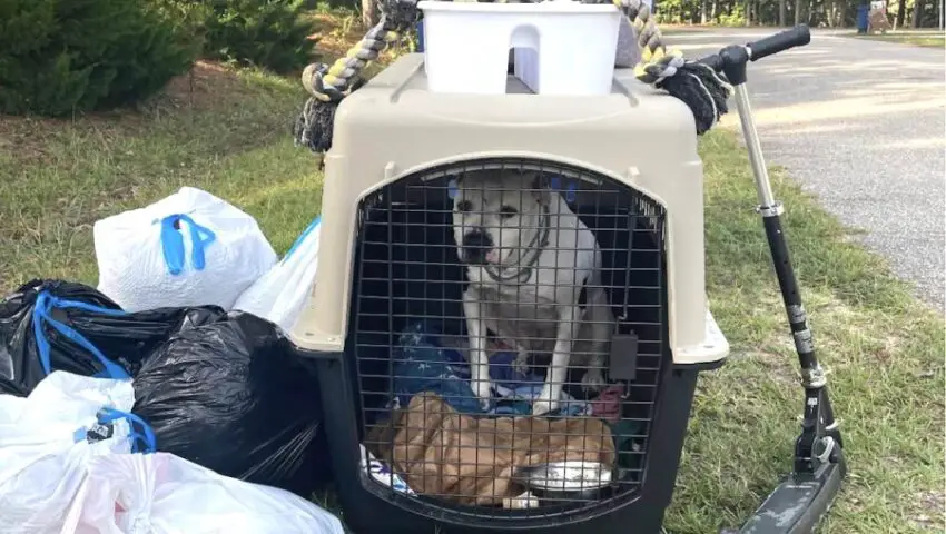 Dog Who Was Abandoned With The Trash, Finds Loving Family Who Will Cherish Him