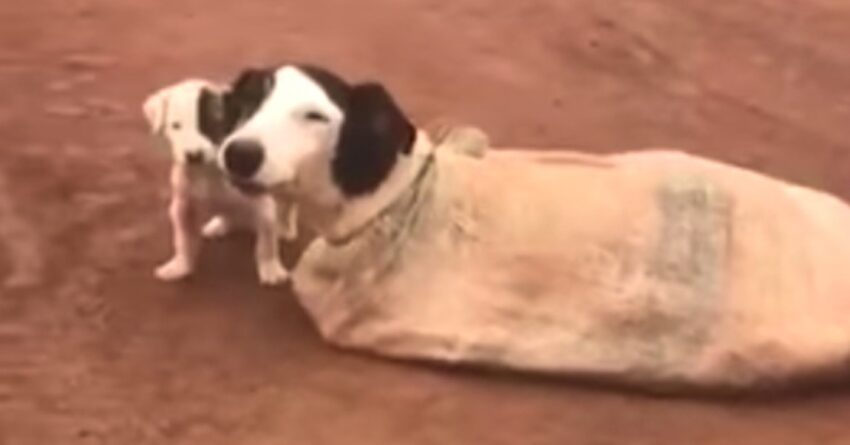 Mother Dog And Her Puppies Found Tied Up In A Sack In The Middle of Nowhere