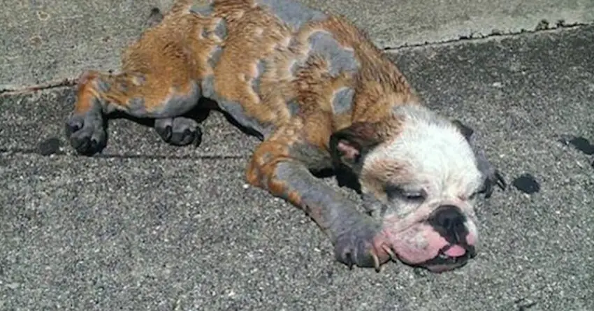 Bulldog Found Collapsed Unconscious On The Street. Fortunately Rescued Just In Time.