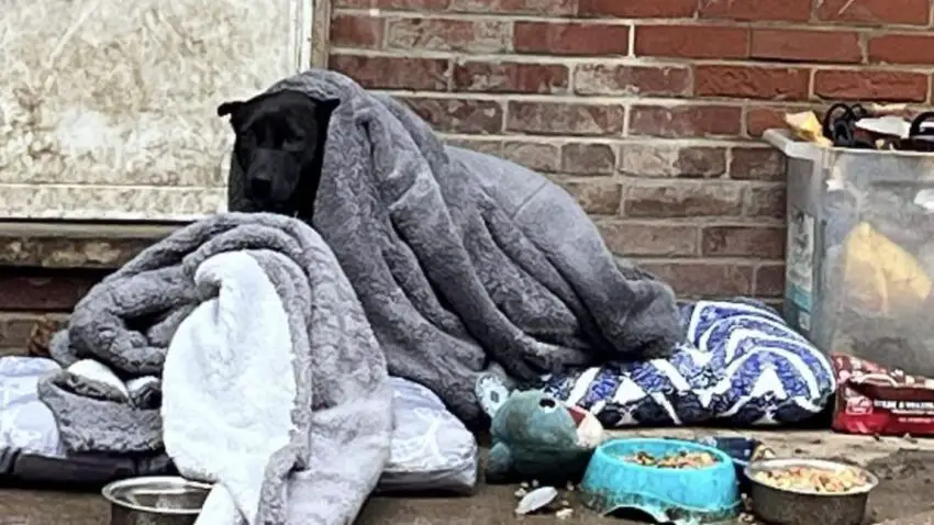 Abandoned Dogs Found Shivering In Rain, Given Blankets And Snuggle Into Them Right Away