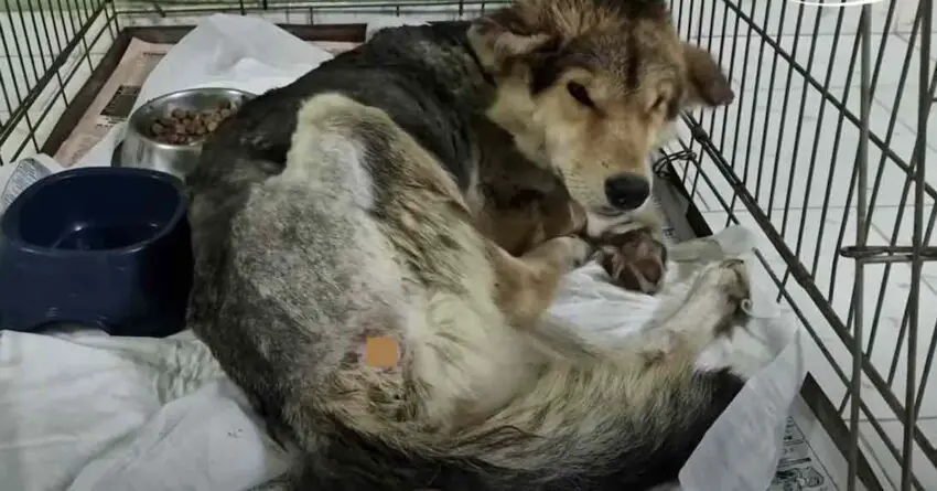 Stray Dog Found Covered In Maggots In Irrigation Canal, Fights The Odds To Survive.