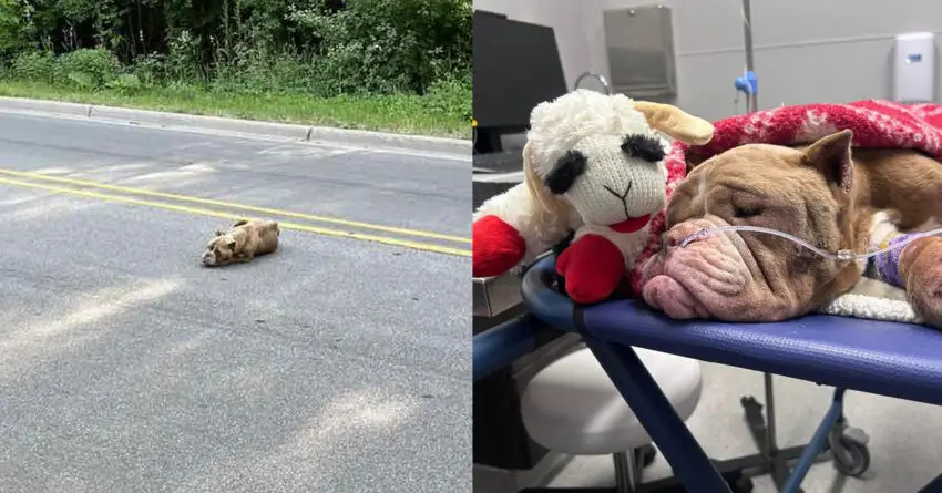 Abandoned Breeding Dog Collapsed In The Middle Of Busy Road Finds Glimmer Of Hope
