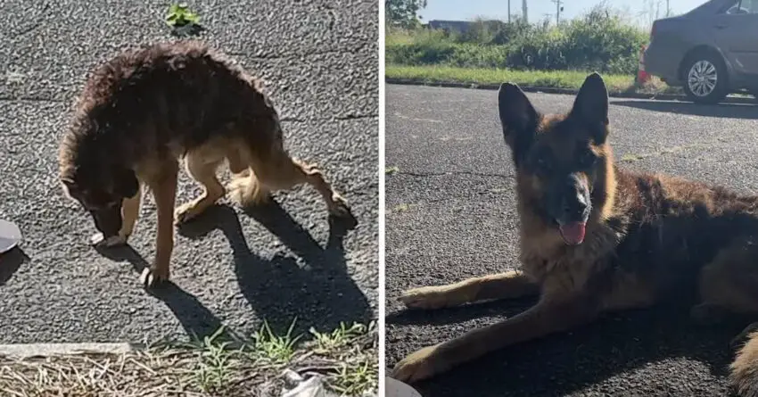German Shepherd Like Sack Of Bones, Saved After It Laid Down In Front of Stranger’s House