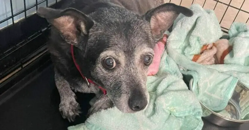 Woman Filmed Abandons Her Senior Dog Outside On A Very Hot Day Of The Year