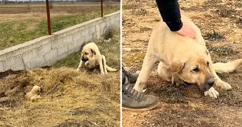 Mama Dog Being Shooed Away, Uses Her Body to Protect Her Only Remaining Puppy