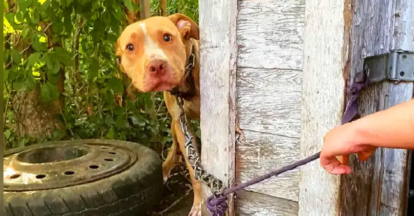 Abandoned Dog Found Chained In Backyard Couldn’t Believe That He Is Being Rescued