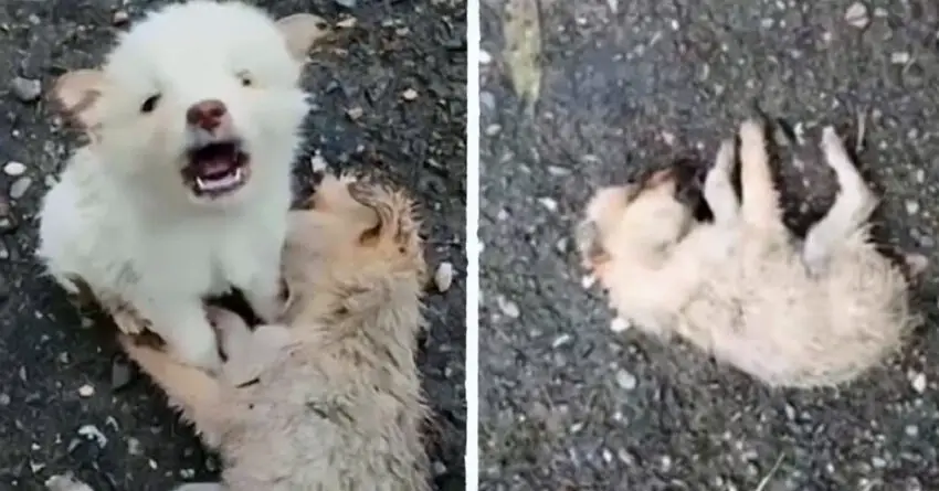 Puppy Desperately Tries To Wake Up HIs Friend, And Pleads Passers-By To Help Him