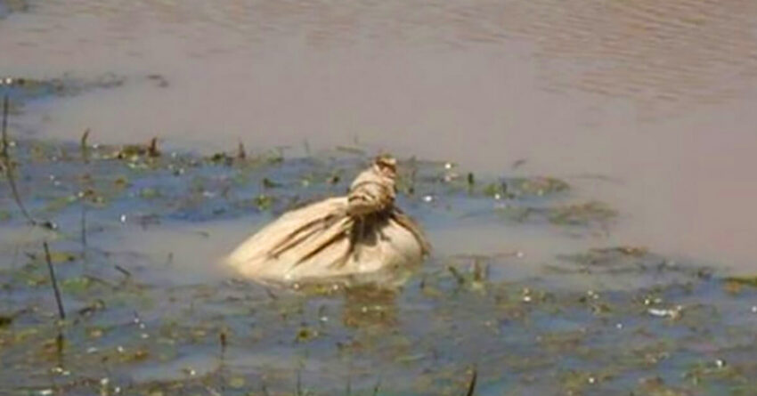 Kayakers Find Floating Potato Bag In River And Could Hear A Whimpering They Couldn’t Ignore