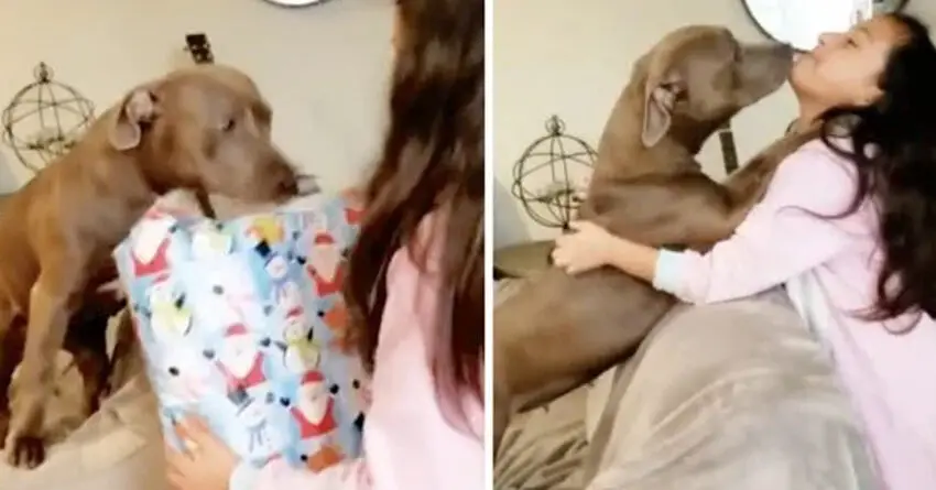 Rescue Dog Shows Gratitude To Girl For The Gift That Strengthens Their New Shared Life